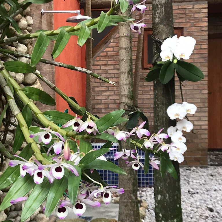Lalabella Itaguá